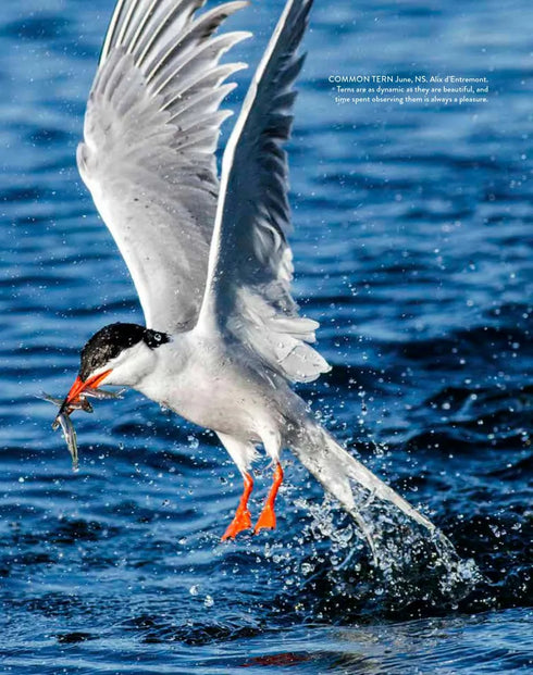 Terns of North America A Photographic Guide -  Cameron Cox 2023